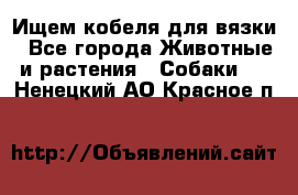 Ищем кобеля для вязки - Все города Животные и растения » Собаки   . Ненецкий АО,Красное п.